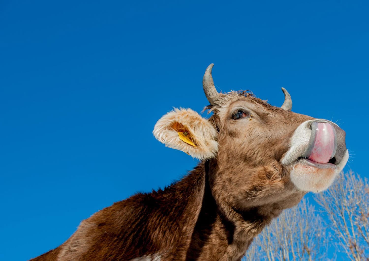 Primera vacuna trivalente para la lengua azul