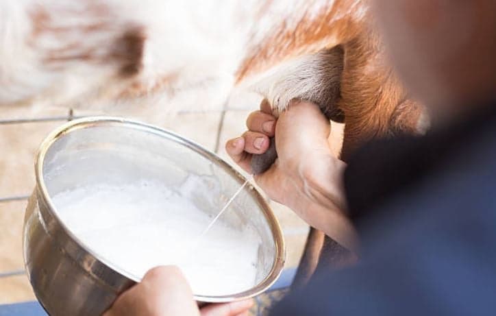 El sector caprino en España se desploma: la producción de leche de cabra cae un 13,6% en 2026