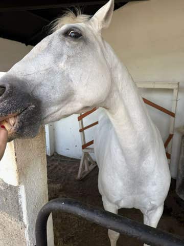 Yegua PRE - 2 años - Gran Potencial