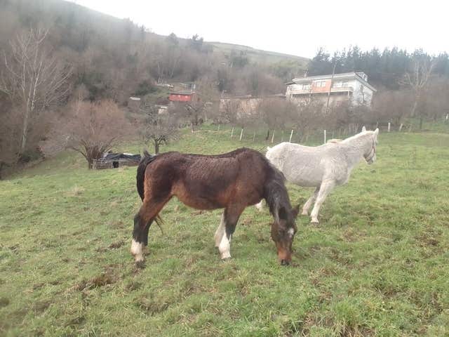 Yegua Noble Montada - 25 años