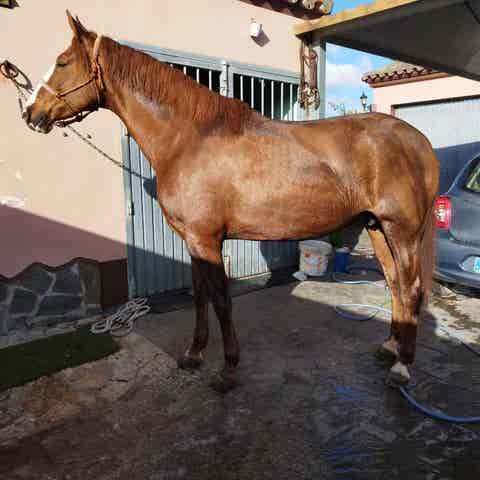 Yegua Alazana 2016 - Domada a Dos Riendas