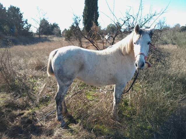 Yegua Poni de Salto - Iniciación Deportiva