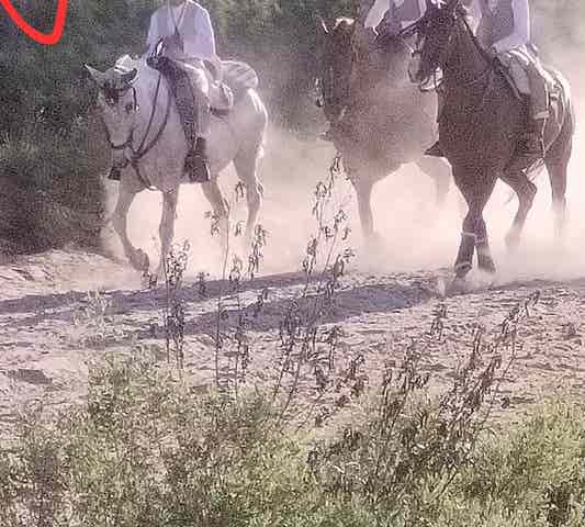 Yegua Hispano-Árabe Torda - Rocío y Ferias