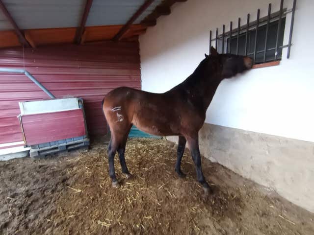 Yegua PRE con Carta ANCCE - 3 años