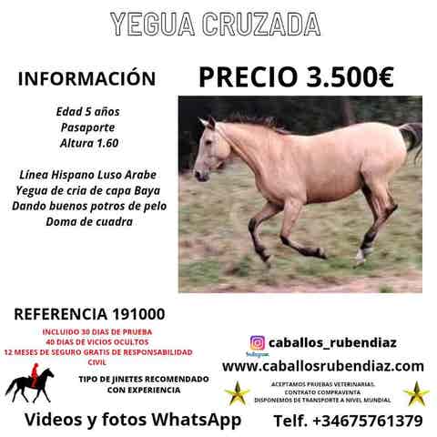 Yegua Cruzada Hispano-Luso-Árabe - 5 años