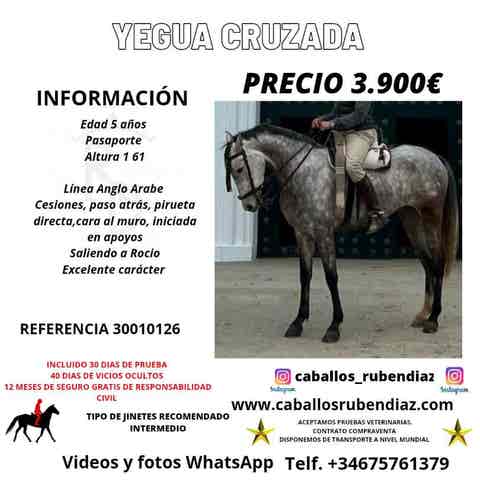 Yegua Anglo-Árabe - Apoyos y Romerías