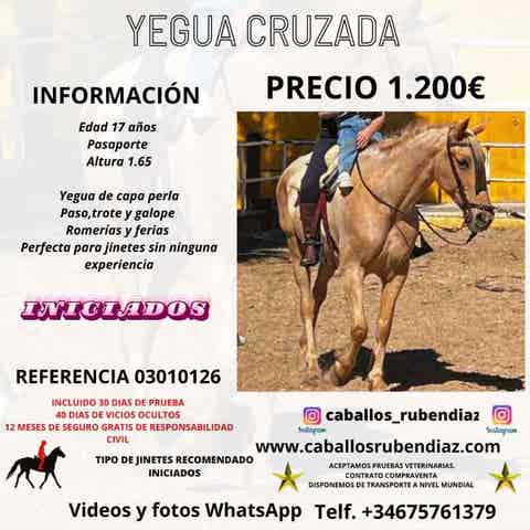 Yegua Cruzada Perla - Ideal Principiantes