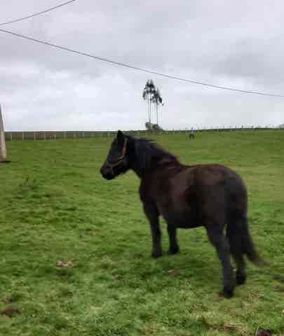 Yegua Preñada Próxima a Parir