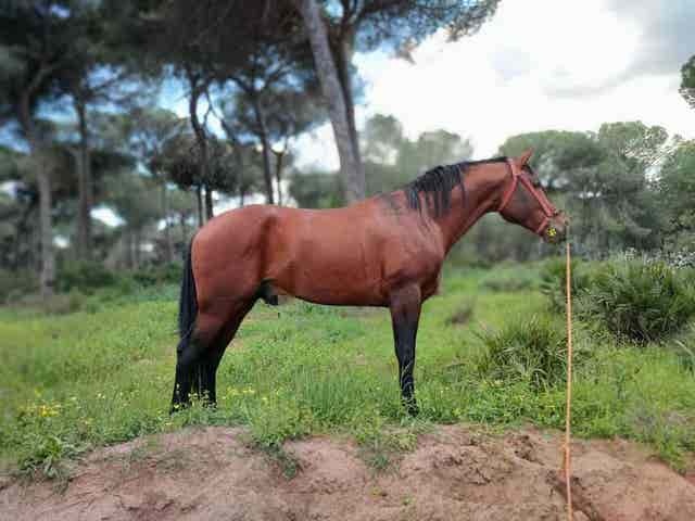 Semental Hispano-Árabe al 50% - Cubriciones