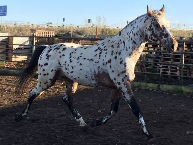 Semental Appaloosa Hungarian Sport Horse