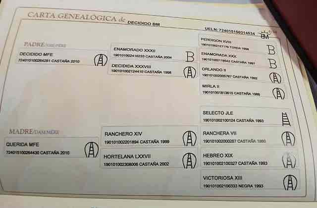 Semental PRE de Escalera para Cubriciones