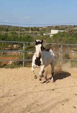 Semental Paint Horse - Registro Americano