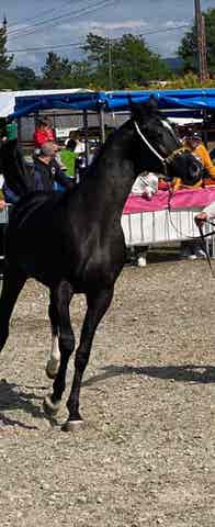 Semental Árabe Negro PRA - 2 años