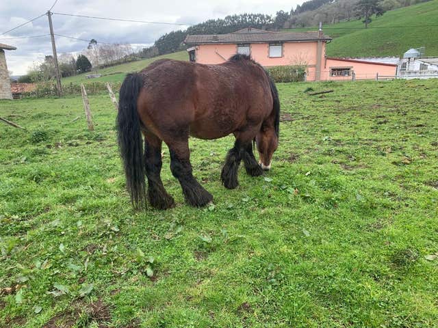 Semental Hispano-Bretón - 6 años