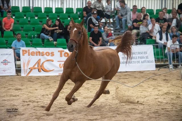 Semental Anglo-Árabe TOYA AMETS - Cubriciones 2026