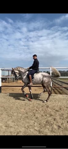 Semental CDE - Nieto de Jazz - Doma Avanzada