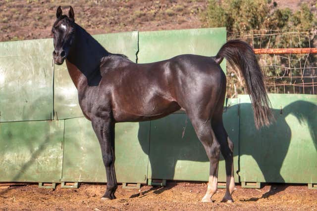 Semental Árabe - Kabir el Pilón - Tenerife