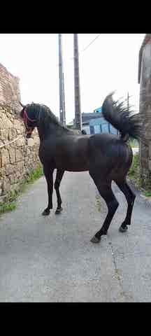 Semental Árabe Negro VOLCÁN - Genética de Élite