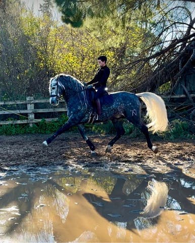 Semental PRE Africano DN - Línea Benito Sierra