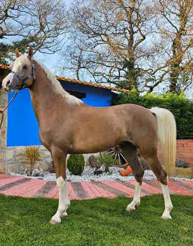 Semental Anglo-Árabe Palomino - Ksour Silver Fame