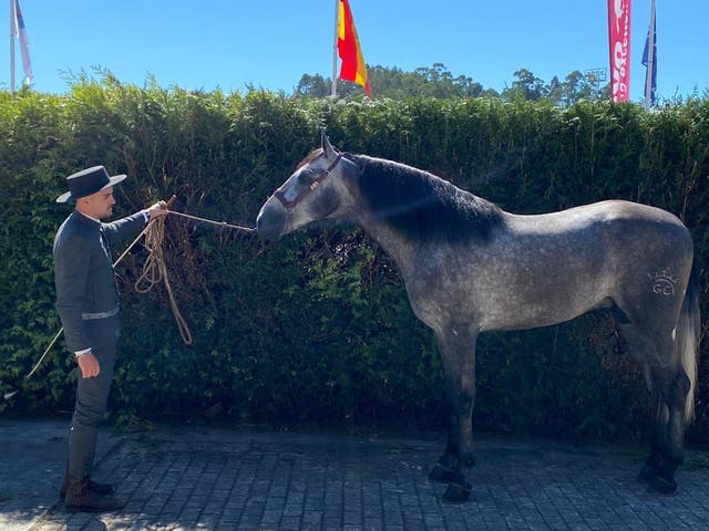 Semental PRE Hijo de VIOLETERO RAM II