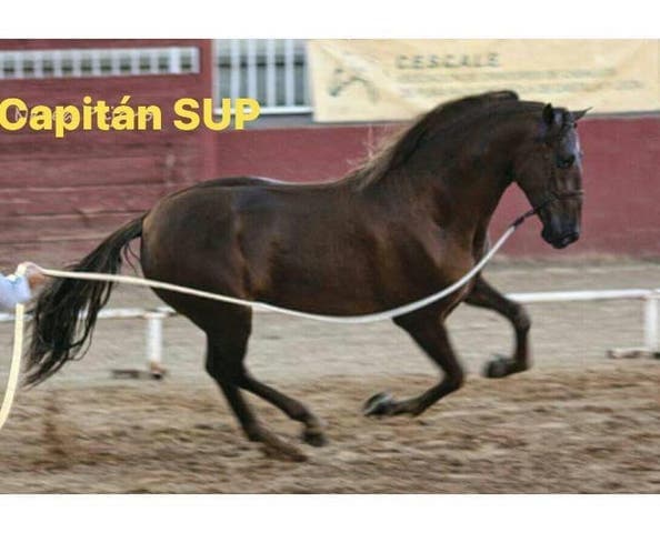 Semental PRE Alazán - Genética de Capa Diluida