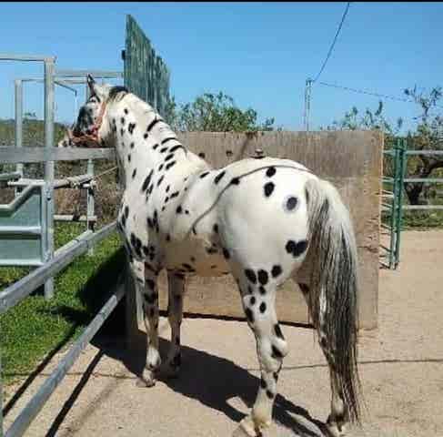 Semental Appaloosa Fundación al 97% - Leopardo