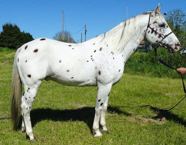 Semental Appaloosa ZIPPOS SURRY - 155cm