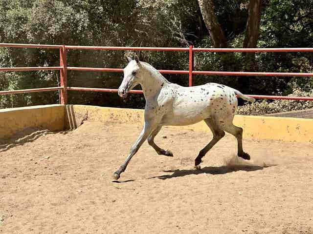 Semental Appaloosa para Cubriciones