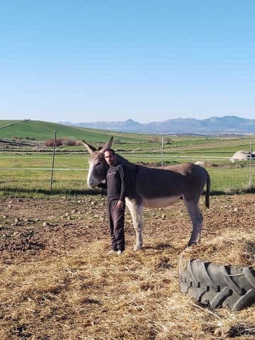 Semental PRE para Cubrición en Córdoba