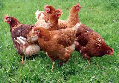 Gallinas Ponedoras - Isa Brown, Leghorn, Sussex y más