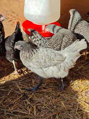 Gallinas Rústicas - Extremeña Azul, Marans, Barrada