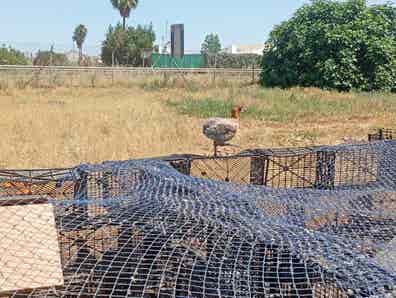 Gallinas Araucanas - Huevos Azules