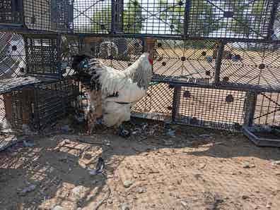 Pareja de Gallinas Brahma - Raza Gigante