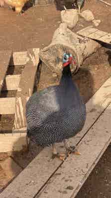 Gallinas de Guinea o Pintadas - En Puesta