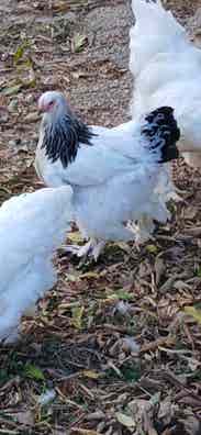 Gallinas Brahma Gigante Blanca Armiñada