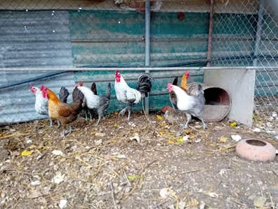 Pareja Gallo y Gallina Fayoumi - Egipcia Rústica