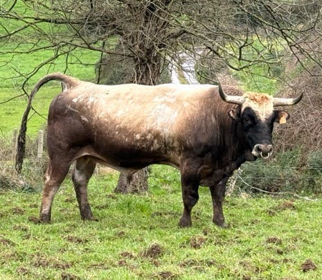 Novilla Asturiana de los Valles - 2 años