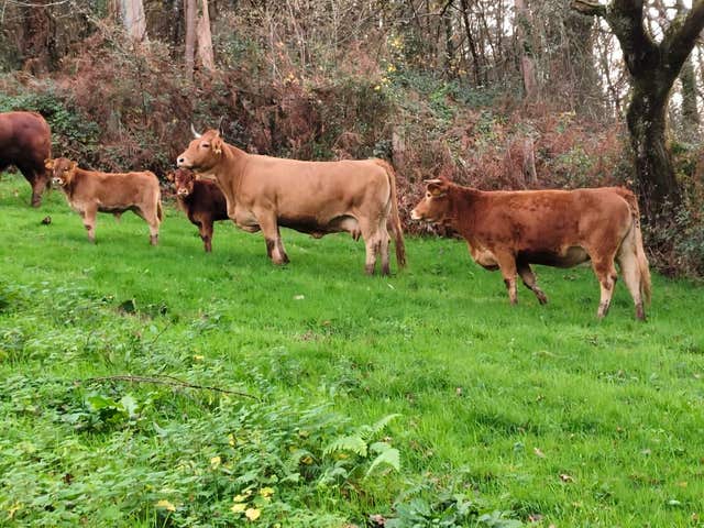 Vacas Asturianas y Cruzadas Limousin