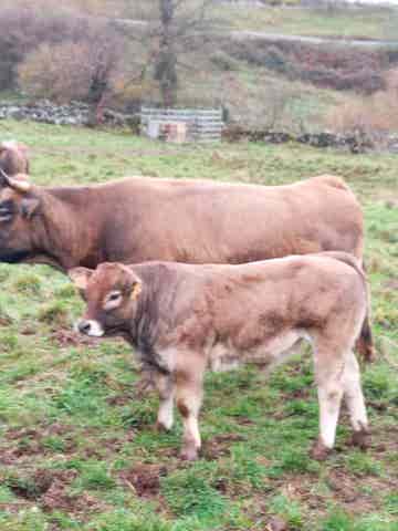 Novillas Recién Destetadas - 3 años