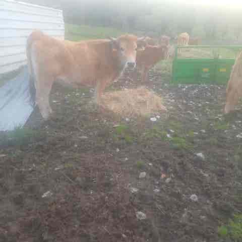 3 Novillas Asturianas para Toro