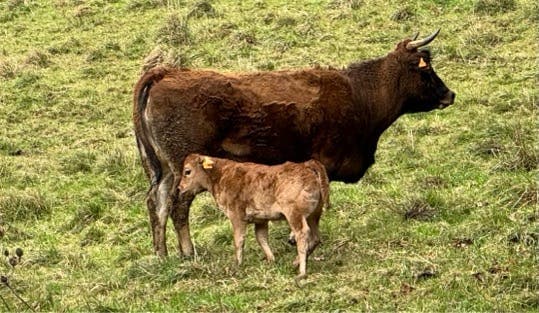 Asturiana de los Valles - 2º Parto con Cría