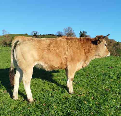 Novilla de 1.5 Años - Parte ASEAVA