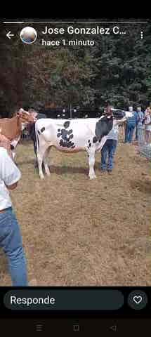 Novilla después de Parida - Camoca