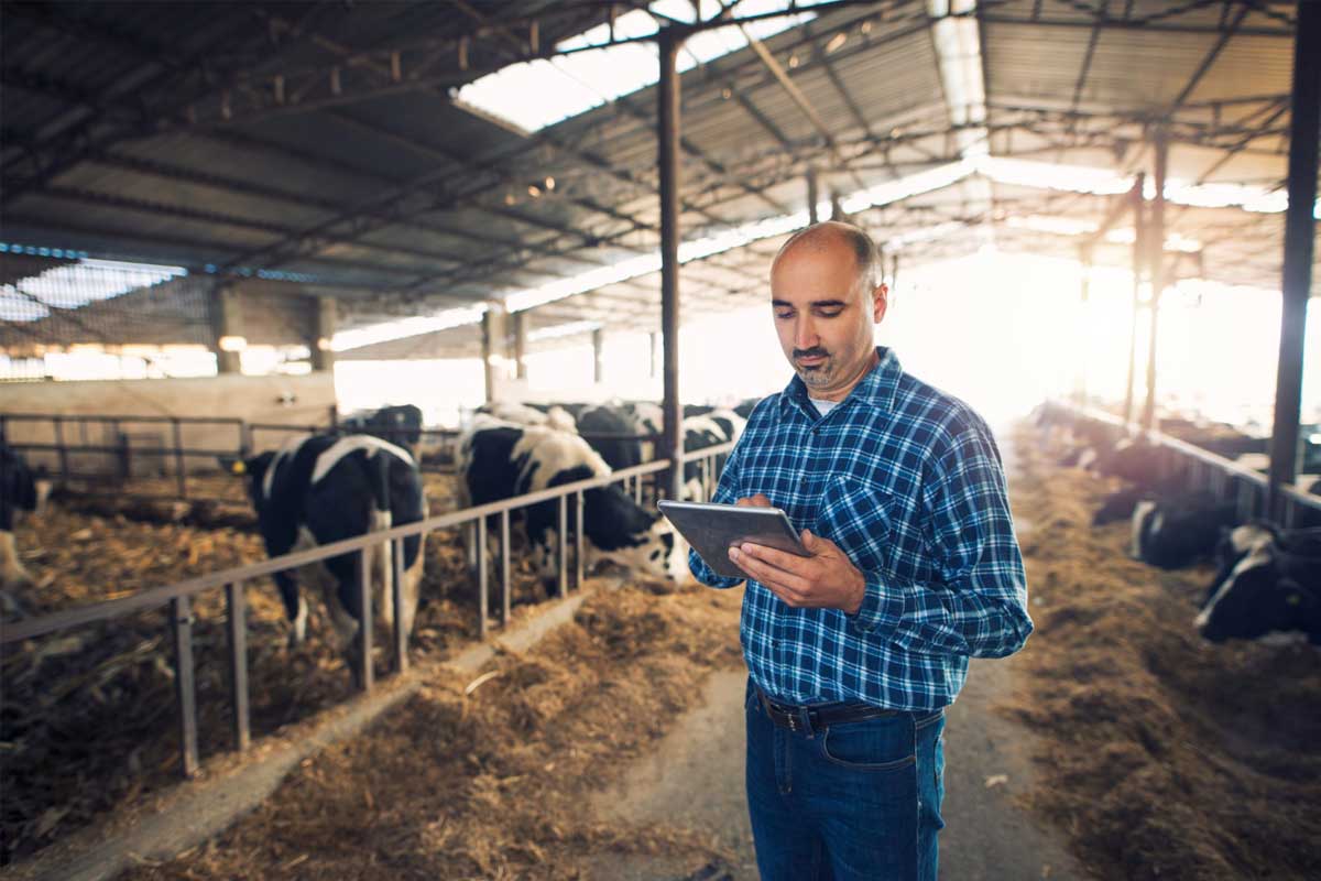 Recomendaciones en la compraventa de ganado online