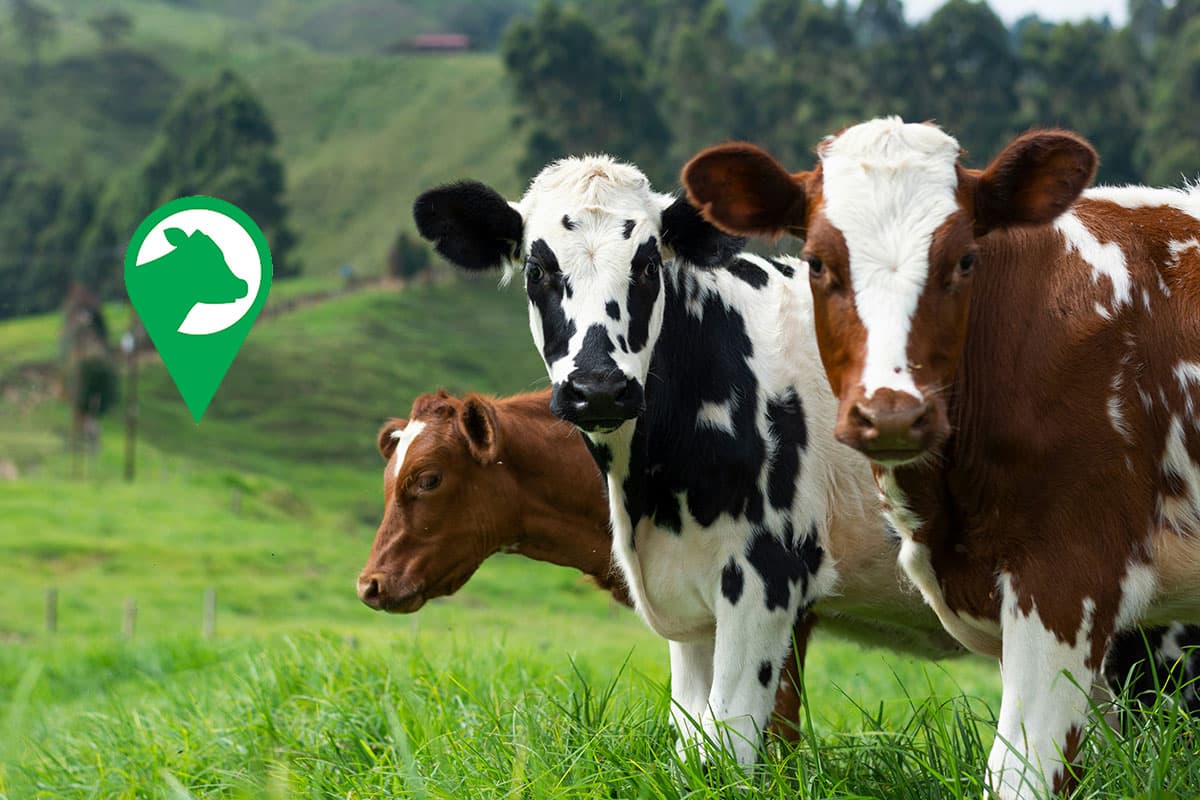 Vacapop cierra: la app desaparece y elimina todos sus anuncios