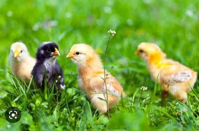 Pollitos de Gallina y de Kika - imagen 1