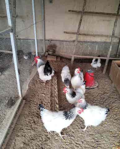 huevos fertiles de gallina - imagen 1