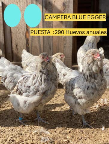 Pollitos de gallina campera - imagen 1