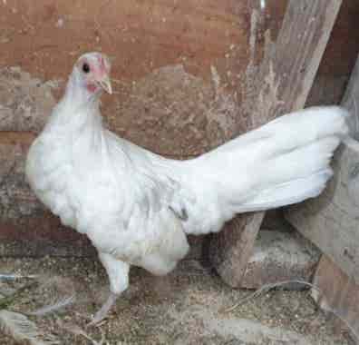 Gallina Fénix Enana - Raza Cola Larga - imagen 1